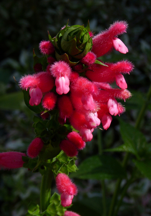 Fuzzy Bolivian Sage, Salvia, Salvia oxyphora